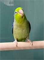 Pair Green Parrotlet