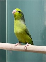 1 Green Parrotlet - Young