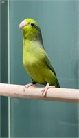 1 Green Parrotlet - Young