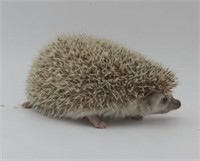 Female Hedgehog Baby - cinnamon