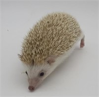 Male Hedgehog Baby - cinnamon