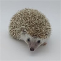 Male Hedgehog Baby- cinnamon
