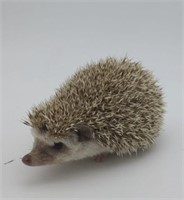 Female Hedgehog Baby - cinnamon