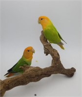 2 Orangehead Peachface Lovebirds