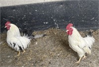 3 Black Tailed White Japanese Bantam Roosters