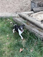 Toy Fox Terrier Puppy - Male - 5 months