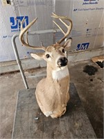 Deer Head Mount in very good condition.