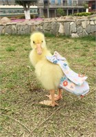 Lot of 2 Special Diapers for Ducklings