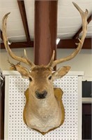 Mounted 14 Point Buck