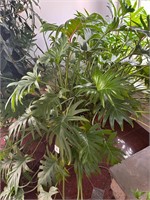 Large Potted Philodendron