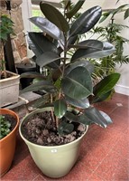 Potted Rubber Fig Tree