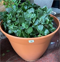 Potted Watercress Plant