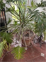 Potted Philodendron