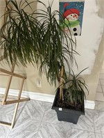 Potted Dragon Tree Plant