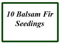 (10) Balsam Fir Seedlings