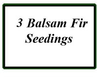 (3) Balsam Seedling