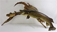 Taxidermy Northern Pike on Driftwood