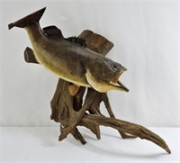 Taxidermy Bass on Driftwood