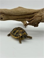 Hermans Tortoise Baby