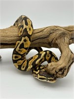 Pastel Yellow Belly Ball Python Baby