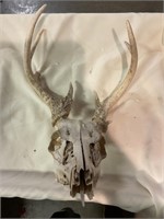 Deere skull