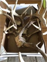 Whitetail Deer Antlers
