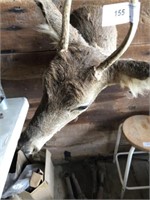 Two Taxidermy Whitetail Deer
