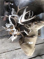 Taxidermy Whitetail Deer with Assorted Antlers