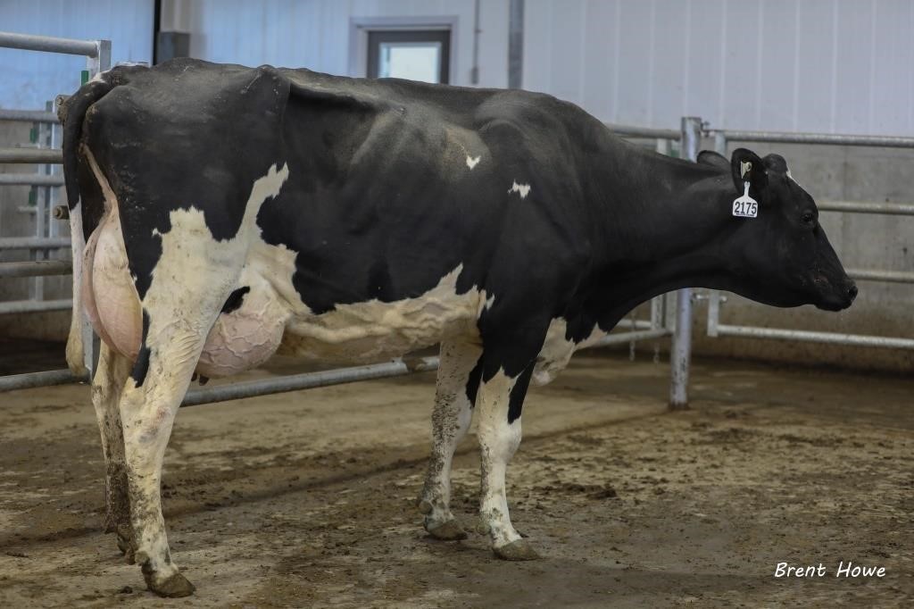 Walker Dairy Inc. - Monthly Auction - May 26, 2023