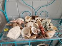 Tray of Shells and Star Fish