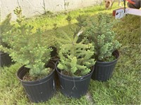 5 Meyers blue spruce in 4 gal pots
