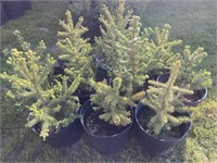 10 Meyers blue spruce in 4 gal pots