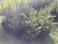 10 Meyers blue spruce in 4 gal pots