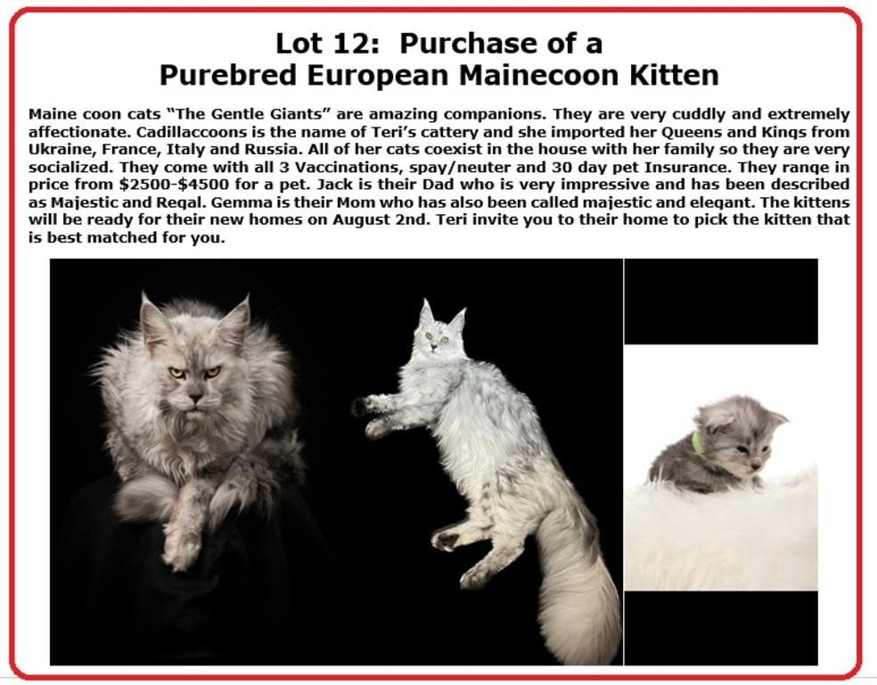 Purchase of a Purebred European Mainecoon Kitten