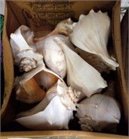 TRAY OF CONCH SHELLS