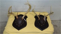 Pair of 7-Point Deer Antlers