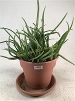Aloe Vera Plant In Plastic Pot W/ Draining Plate