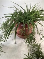 Large Spider Plant In Plastic Pot W/ Draining