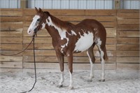 PAINT MARE-10 YR OLD