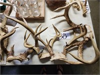 Banded Antlers