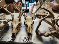 Deer Skull & Antlers