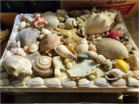 Glued Seashell Box, Filled w/Seashells