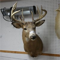 Taxidermy Whitetail Deer Head Mount
