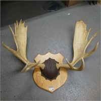 Moose Antlers Mounted on a Plaque