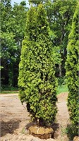 10' Emerald Green Arborvitae
