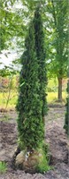 10' Emerald Green Arborvitae