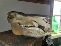 Lage wild boar skull 14" w