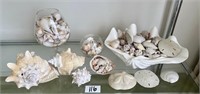 Decorative Seashell Lot