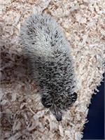 Hedgehog Pied - Female - Proven