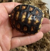 Redfoot Tortoise Baby